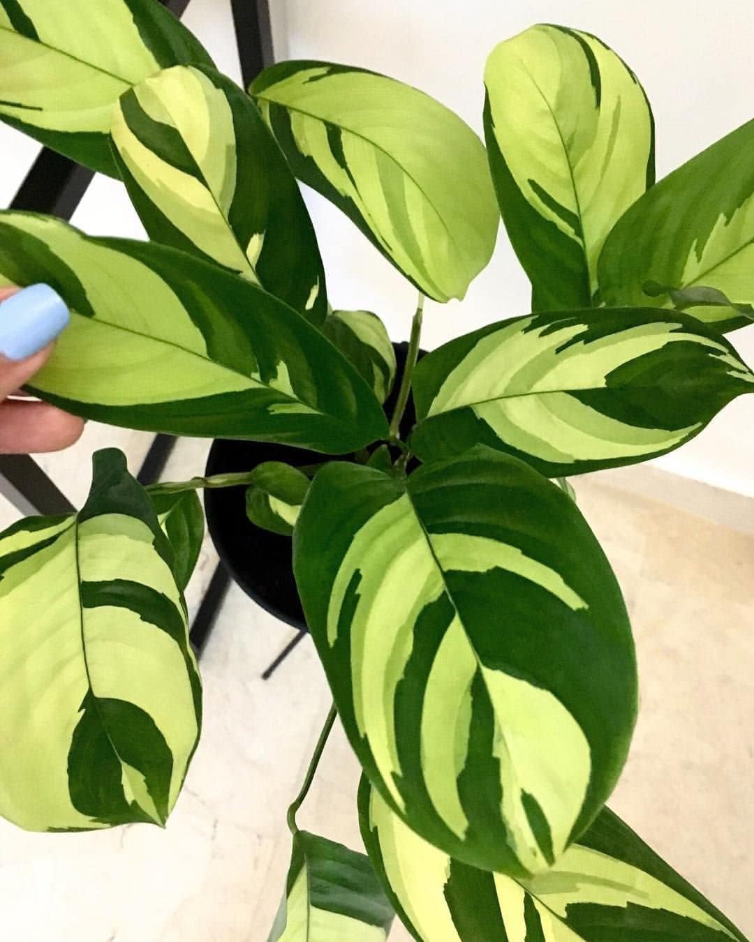 LittleJungle Calathea Golden Mosiac- Live Plant with 5.5 Inches White Decor Pot | Indoor Plants For Home | Office Desk | Air Purifying Plant | Live Plant With Pot For Home Decor |