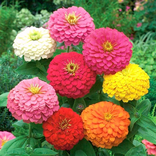 GrowZid Zinnia Outdoor Gardening Flower Seeds Pack Multicolor (B0B4WVHVXH) Amazon Price History, Amazon Price Tracker