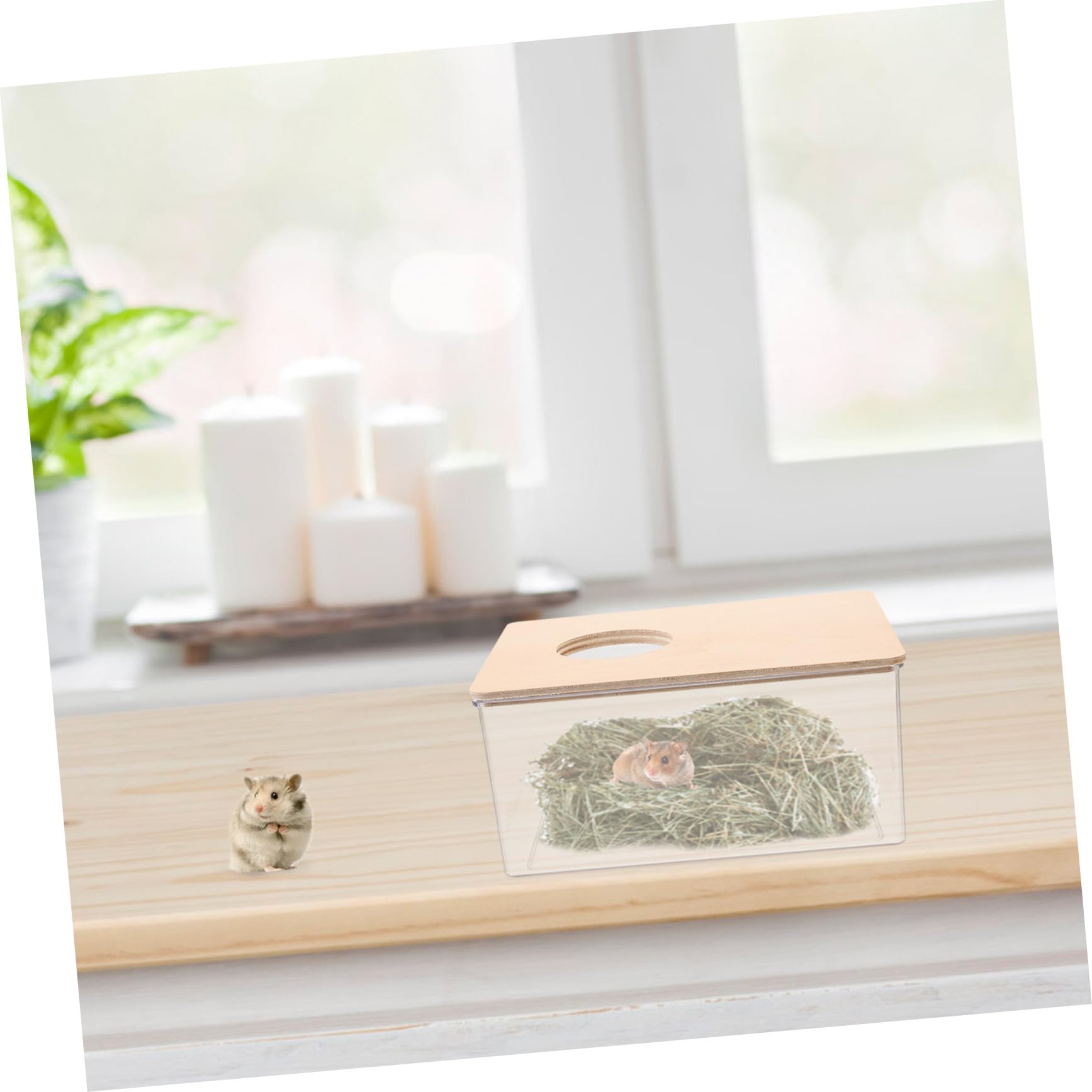 POPETPOP Transparente Hamster Sandbadebox Groß aus Acryl und Holz