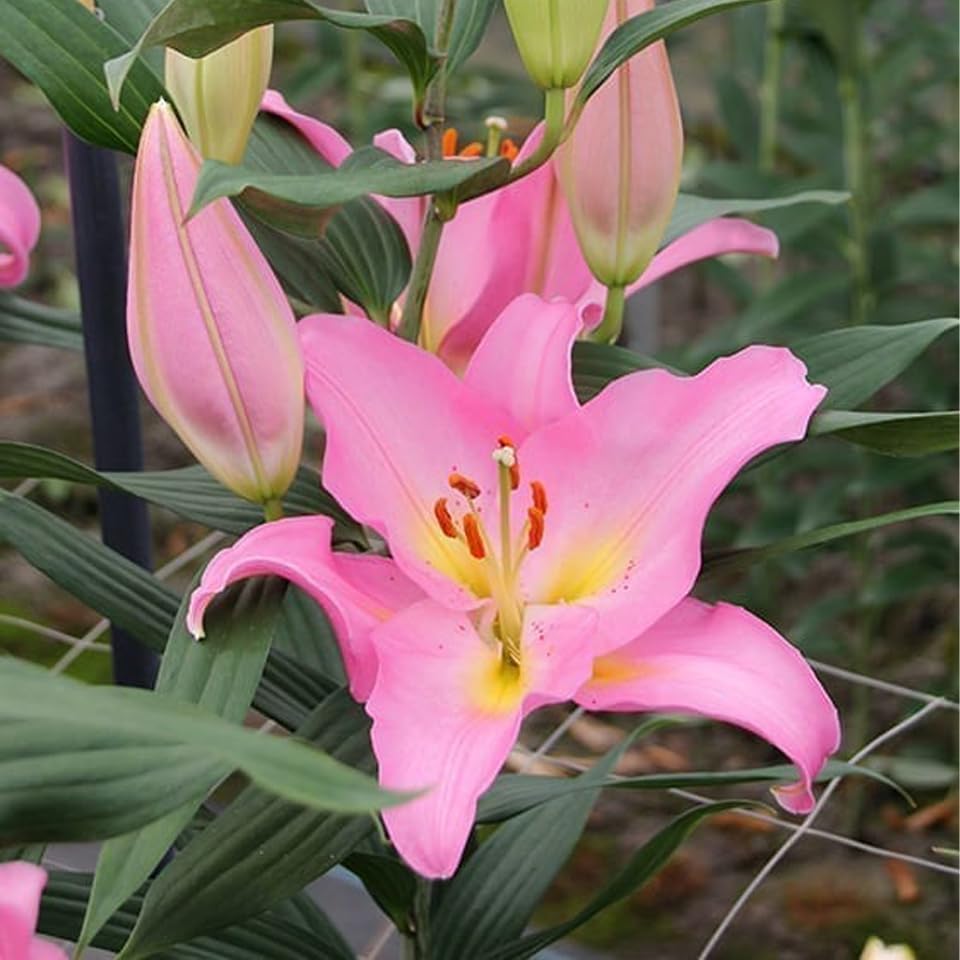 Amazon | 【再入荷】 はなみどり ユリ豪華オリエンタル ピンク系