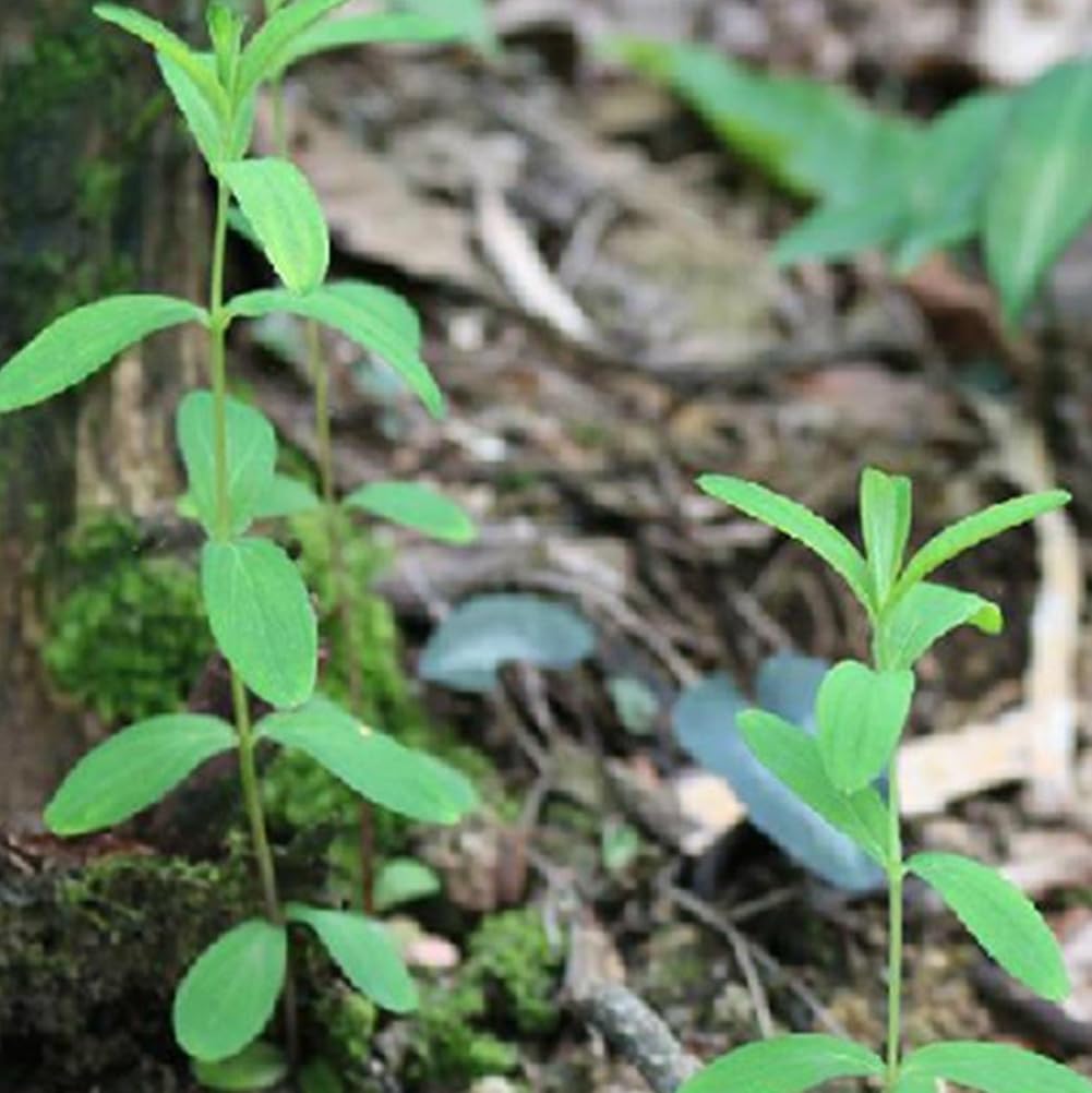 50 semillas de plantas de acuario, decoración de pecera de tortuga, hierba de agua