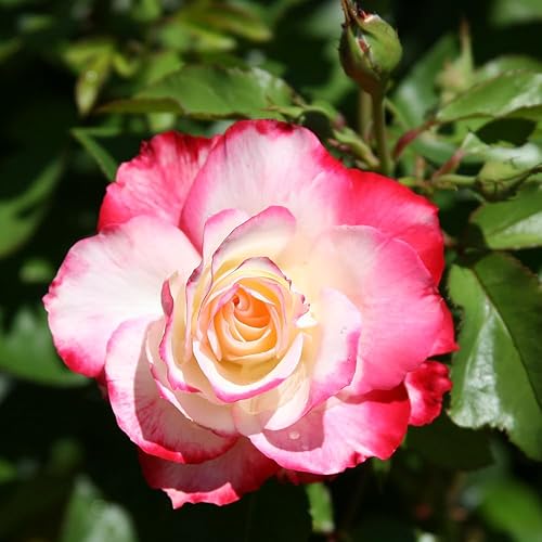Miniatura 5 de Heirloom Roses Rose Bush Live - Cherry Parfait Live Grandiflora Rose Plant para plantar al aire libre