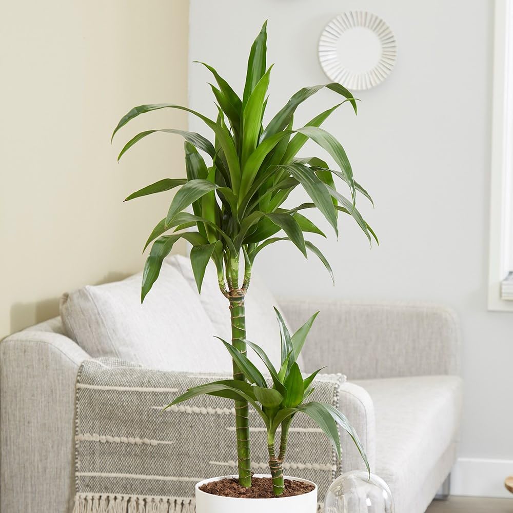 90cm 2 Stem Dracaena Fragrans Janet Craig Dragon Tree 19cm Pot