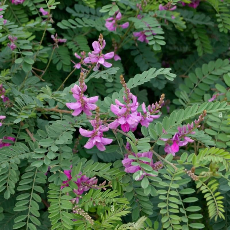 Indian Gardening Low Maintenance Neelamari Indigofera Tinctoria Live Plant   Traditional Medicinal Herb | Balcony Pot | Garden Bed | Eco-Friendly  Living : Amazon.in: Garden & Outdoors