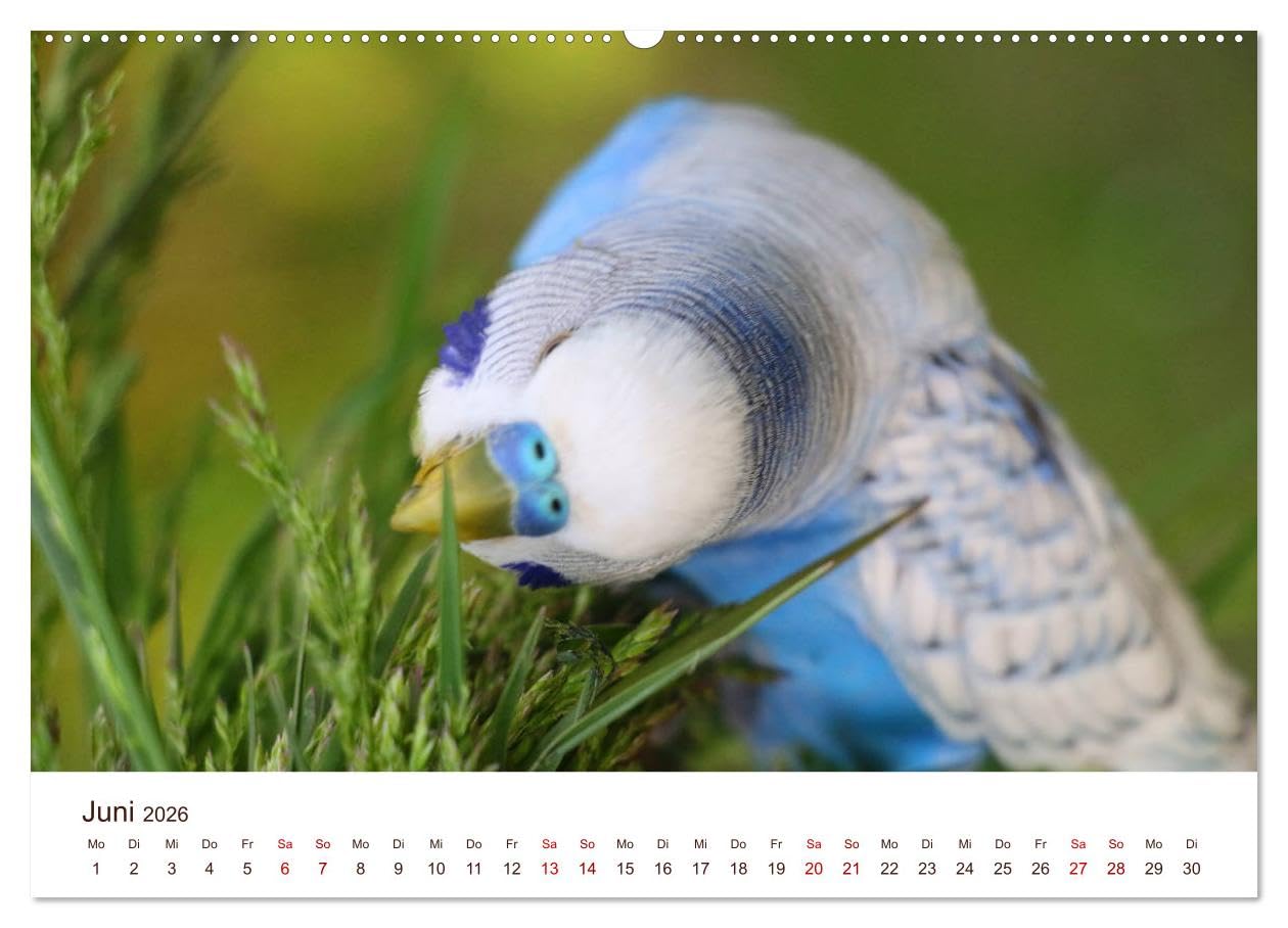 Wellensittiche - der NEUE Kalender (Wandkalender 2026 DIN A2 quer), CALVENDO Monatskalender: Ein prachtvolles Titelbild und zwölf herzergreifende ... zu einem wahren Hingucker! (CALVENDO Tiere)