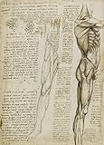 Größe: A3 (297 x 420 mm) World of Art Global Vintage Anatomie Leonardo da Vinci Die Muskeln des Beins, Italien, 14-15 Jahrhundert. 250 g/m², glänzend, Kunstdruck, A3, Reproduktion
