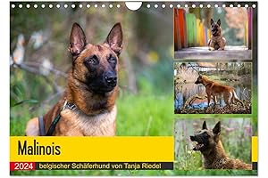 Belgische Mechelaar - Belgian Malinois hondskalender 2024 A4 landscape