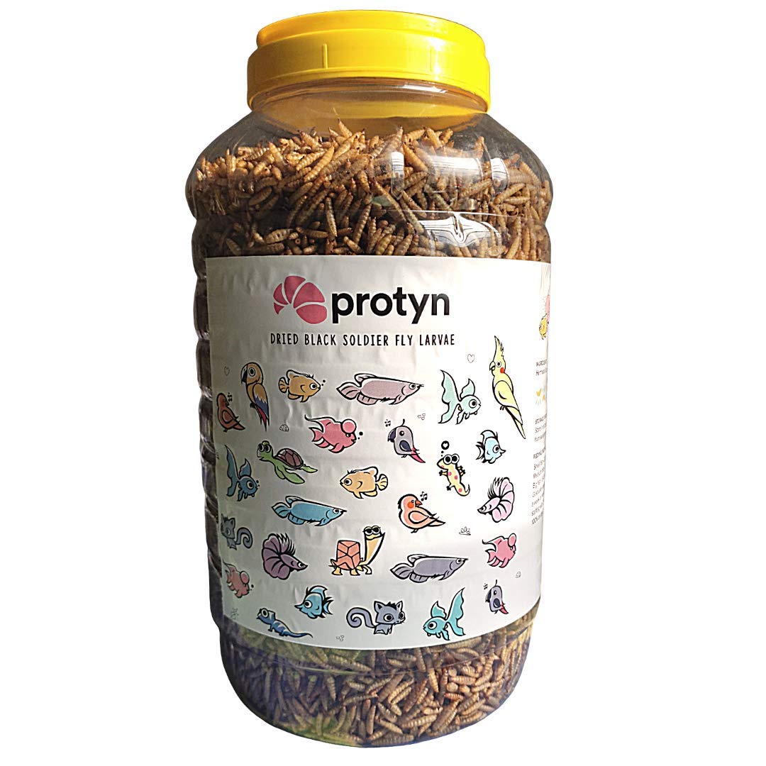 Buy Protyn Whole Dried Black Soldier Fly Larvae Treat Food for