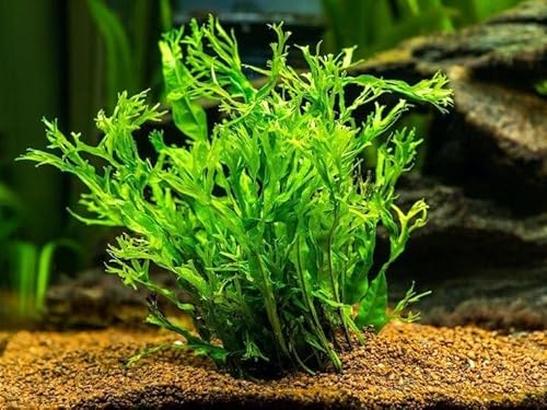 Java Fern Windelow - Easy Freshwater Live Aquarium Plant
