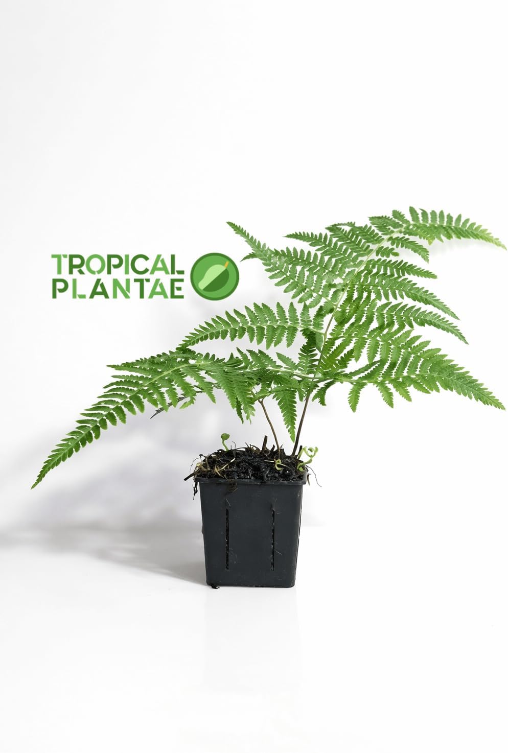 Australian Tree Fern (Sphaeropteris cooperi) – Live Lush Tropical Fern – USDA Certified - Legendary