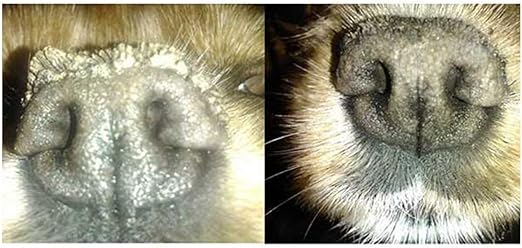 つぼみ こどもの日 苦しめる 犬 鼻 角 化 症 ワセリン Vrouwenversieren Net