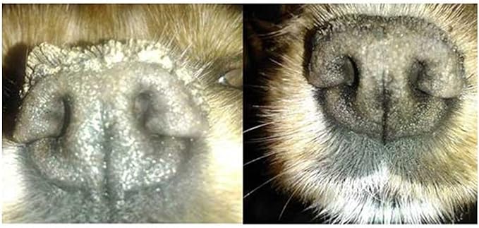 Amazon Snout Magic スナウト マジック 60g 100 天然 オーガニック犬用鼻クリーム 愛犬の乾燥して ひびが入った鼻のケアに Snout Magic かゆみケア 通販