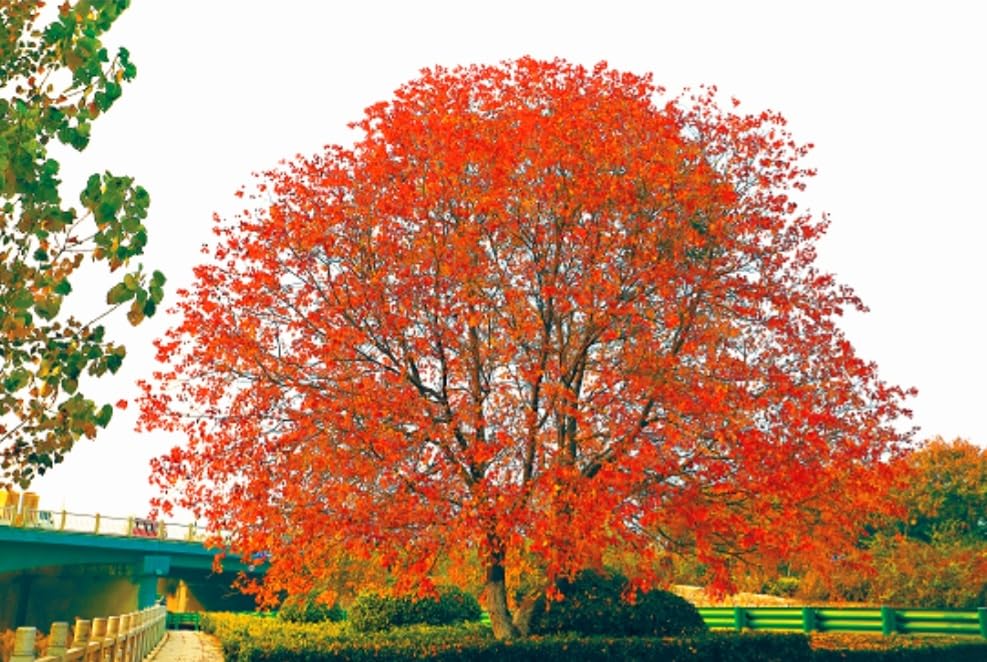 30 Tallow Candleberry Tree Seeds, Chicken Tree, Florida Aspen Gray Popcorn Tree.