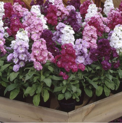 Flower - Stock - Matthiola incana – Cinderella Mixed - 250 Large Pack