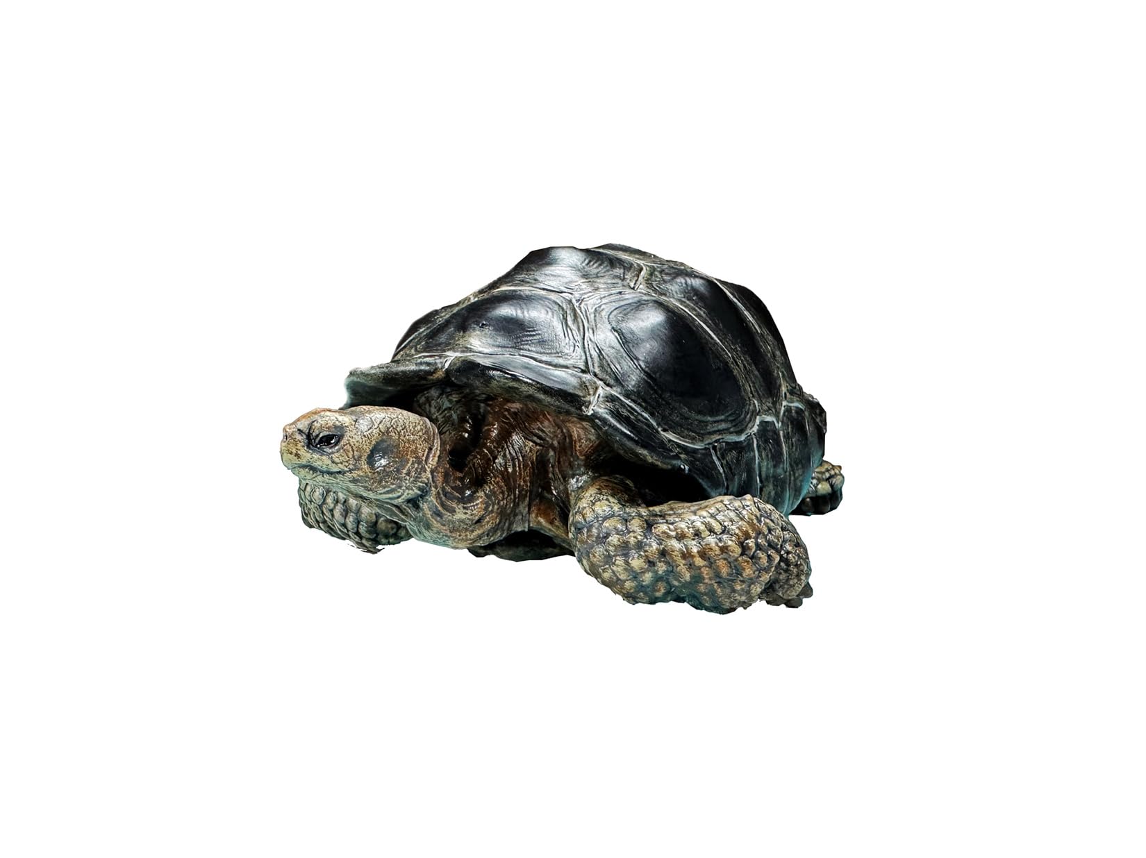 Amazon | BACALYSO | 博物志 ガラパゴスゾウガメ 12cm級 亀 カメ