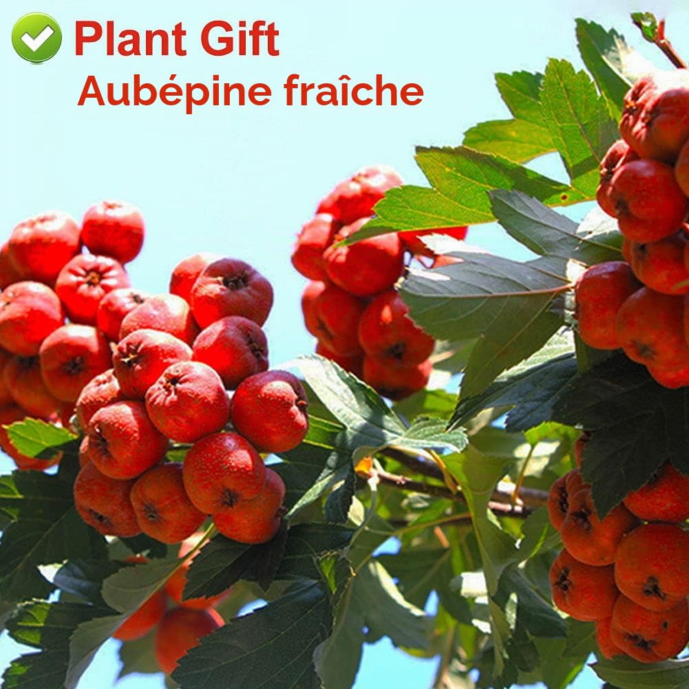 Plant Gift Hawthorn tea Thé d'aubépine (aubépine tisane, aubépine) appétissant, santé chinoise 80g/2.82oz