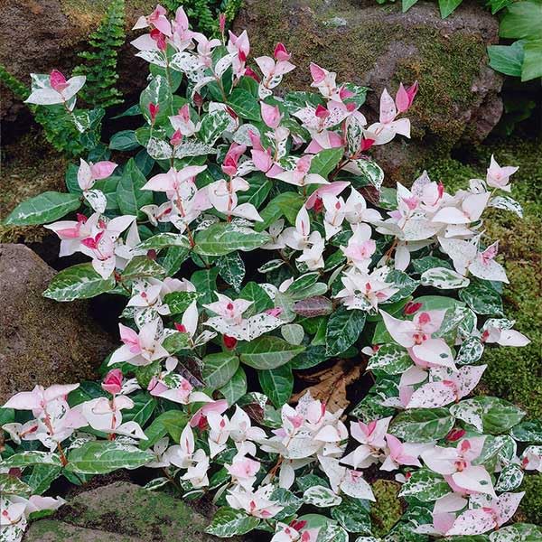 Brighter Blooms - Snow-N-Summer Asiatic Jasmine Shrub 1 Gallon - Live Plant - No Shipping to AK AZ HI