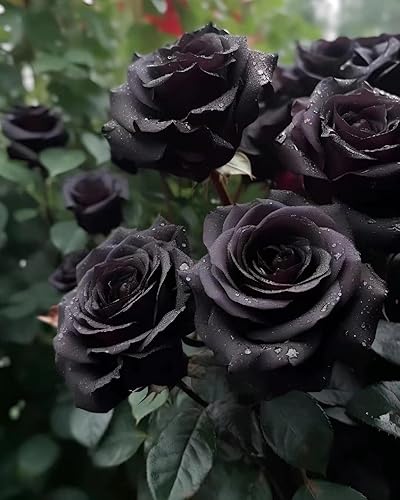 Miniatura 5 de Semillas de rosas negras raras para plantar reliquia sin OMG 200 hermosas semillas de flores para el hogar jardín bonsái
