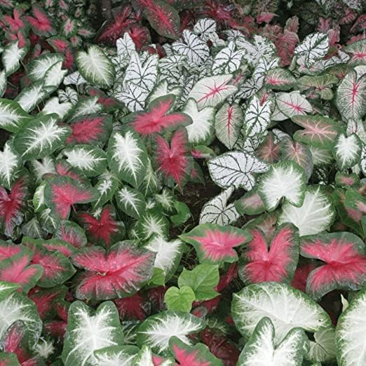 12Pcs Votaniki Caladium Bulbs Fancy Leaf Mixed Caladium