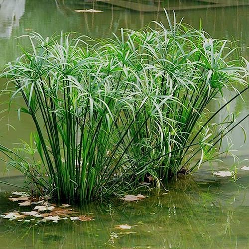 lamphle 30 Pz Cyperus Alternifolius Semi Pianta Acquatica Semi-acquatica Stagno Decorazione del Giardino Fiore Albero da Frutto Semi di Ortaggi Semi di Cyperus Alternifolius