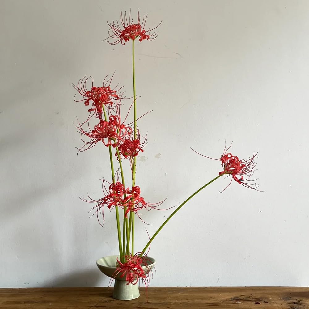 Bulbes De Lycoris Bulbes Fleurs Vivaces Hardy Lys D'Araignée Plantes En Pot Vivaces Plantes De