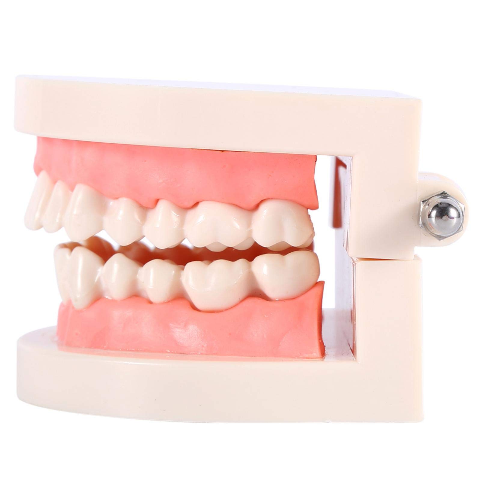 Modelo de Dientes Sanos 28 Dientes para Demostración de Cepillado