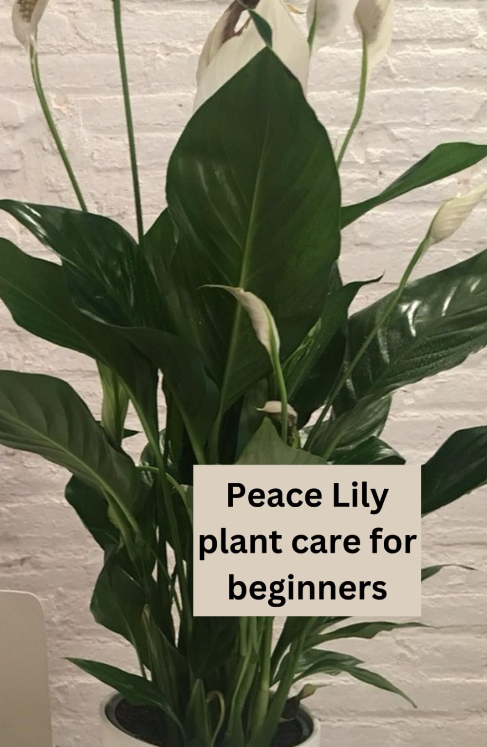 How to Care for your Peace Lily plant: How to look after, care and grow the peace lily plant, whether you are s beginner or a pro house plant parent