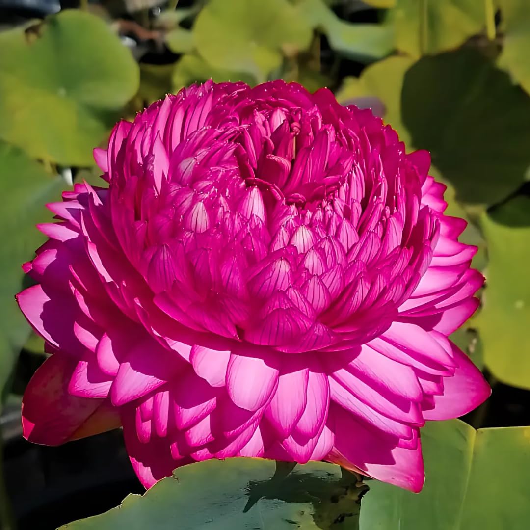 BeauFlora Lotus Ultimate 1000 Petal Pink – 20 Seeds for Beautiful