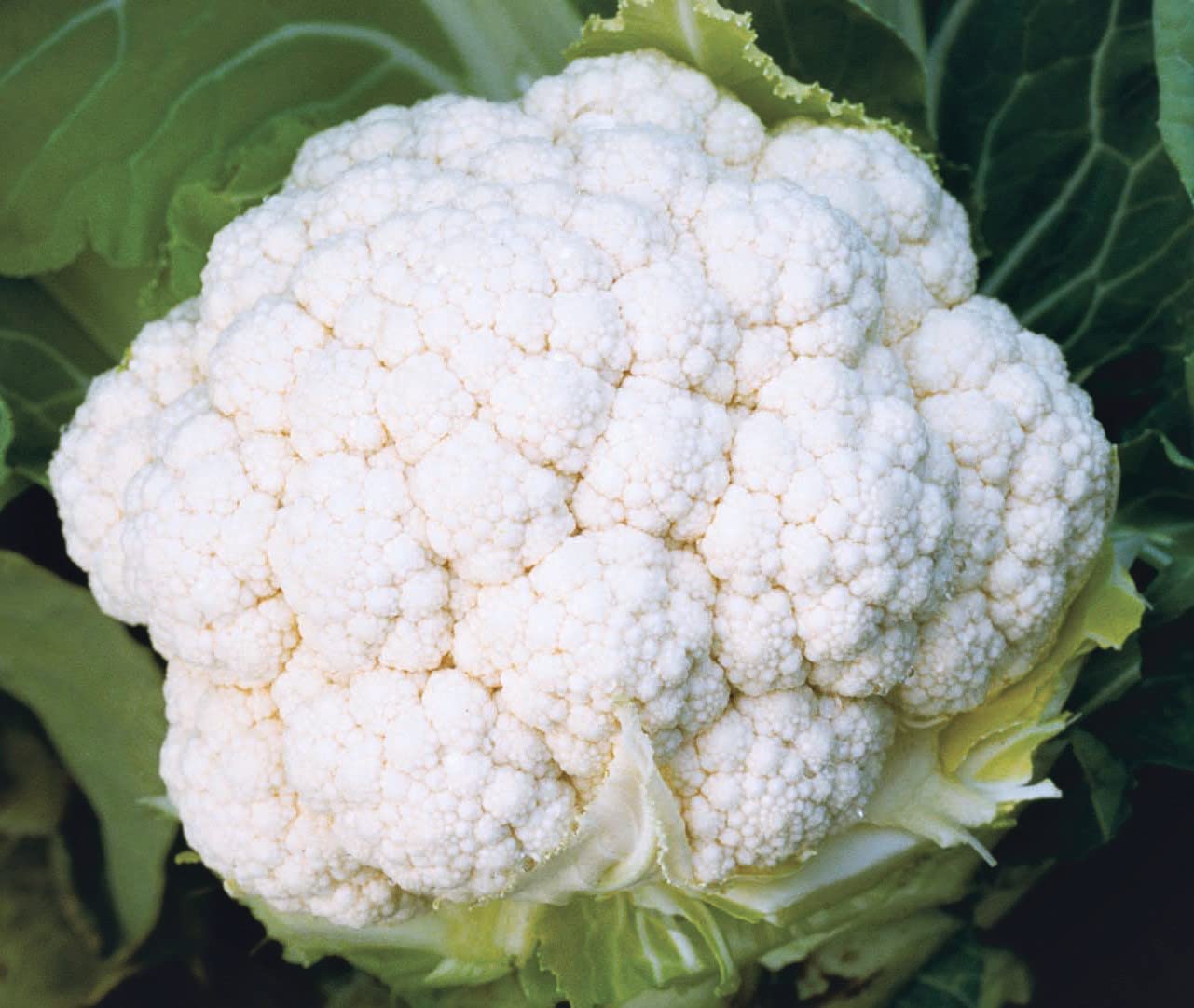 Vegetable Seeds Variety Pack | High Yield, Non-GMO | Ideal for Home & Outdoor Gardening | GROMAX India (Cauliflower) (B0D9QSYJTY) Amazon Price History, Amazon Price Tracker