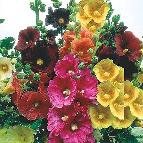Sixteen Hollyhock Hybrid Flower Plant Seeds for Home Balcony Terrace Outdoor Gardening, 30 Seeds Per Packet (B0CSKHZ96T) Amazon Price History, Amazon Price Tracker