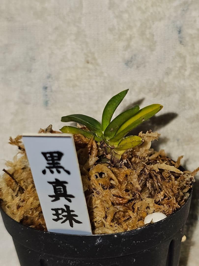 Amazon｜富貴蘭黒真珠｜観葉植物 オンライン通販