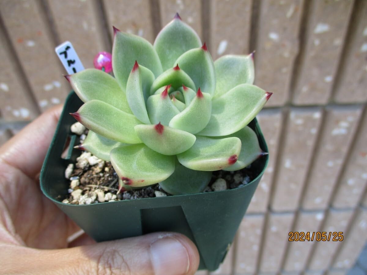 Amazon｜ブルードラゴン 抜き苗 エケベリア 多肉植物 観葉植物｜観葉