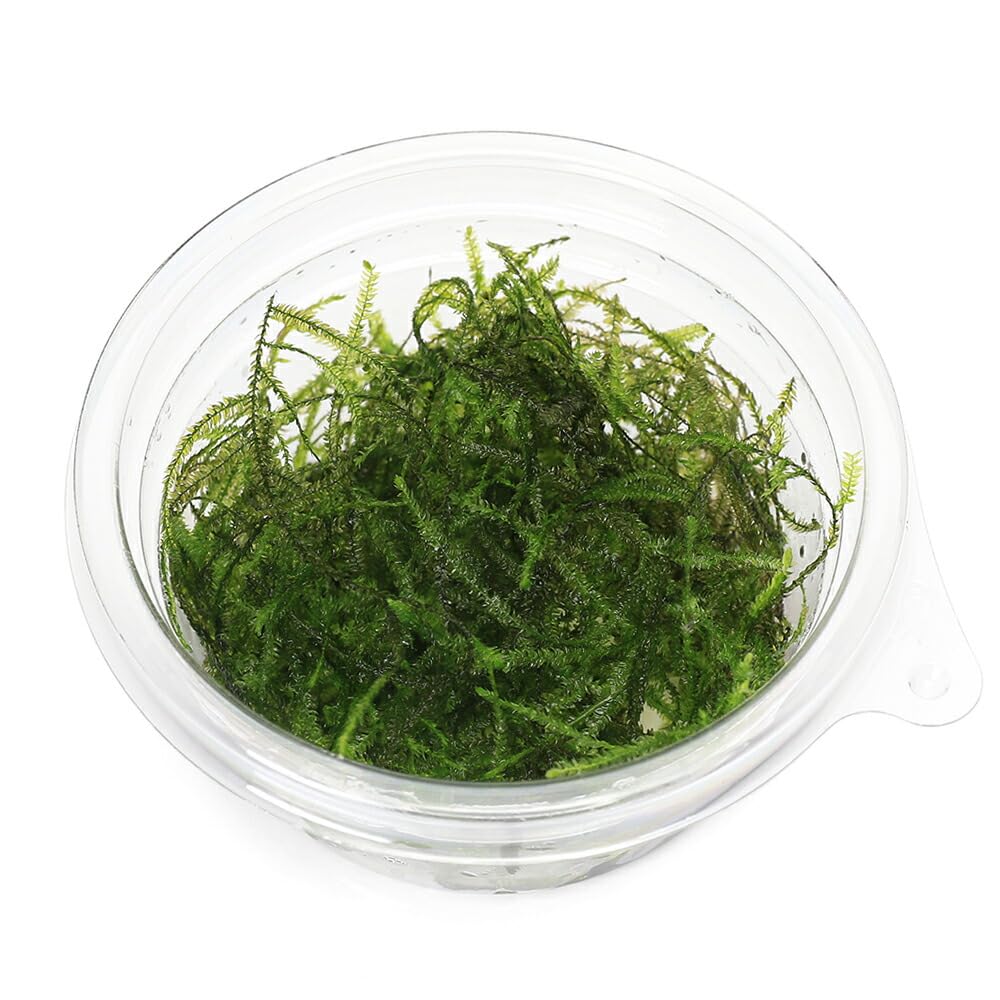 Amazon.co.jp: （水草）ジャワモス（水中葉）（無農薬）（1カップ