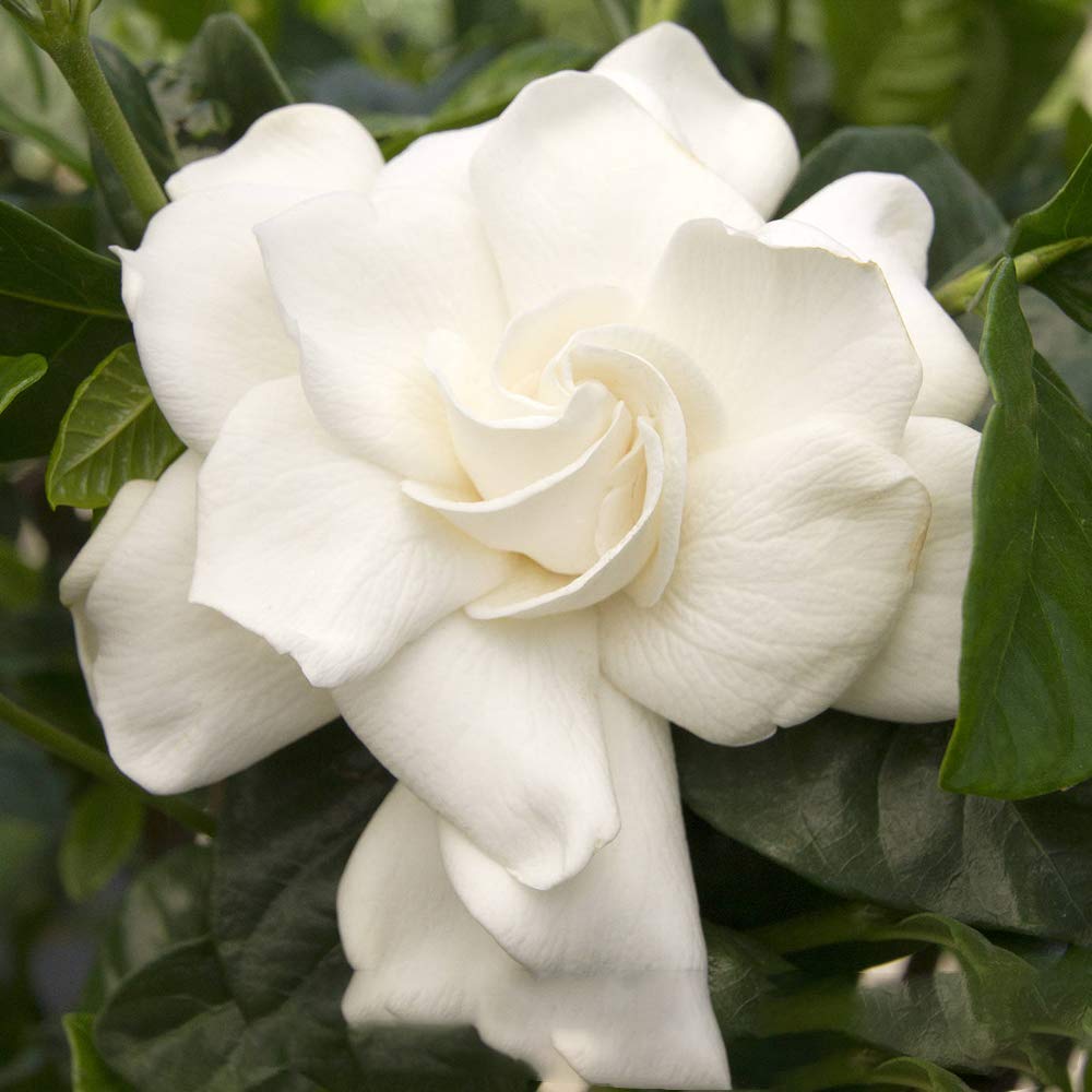 GardenersDream Gardenia Jasminoides Pflanze im 12cm Topf  Echte Blhende  Zimmerpflanze fr Drinnen  Zierstrauch Winterhart Immergrn  Duftende  Jasminpflanze fr Balkone, Kbel : Amazon.de: Garten