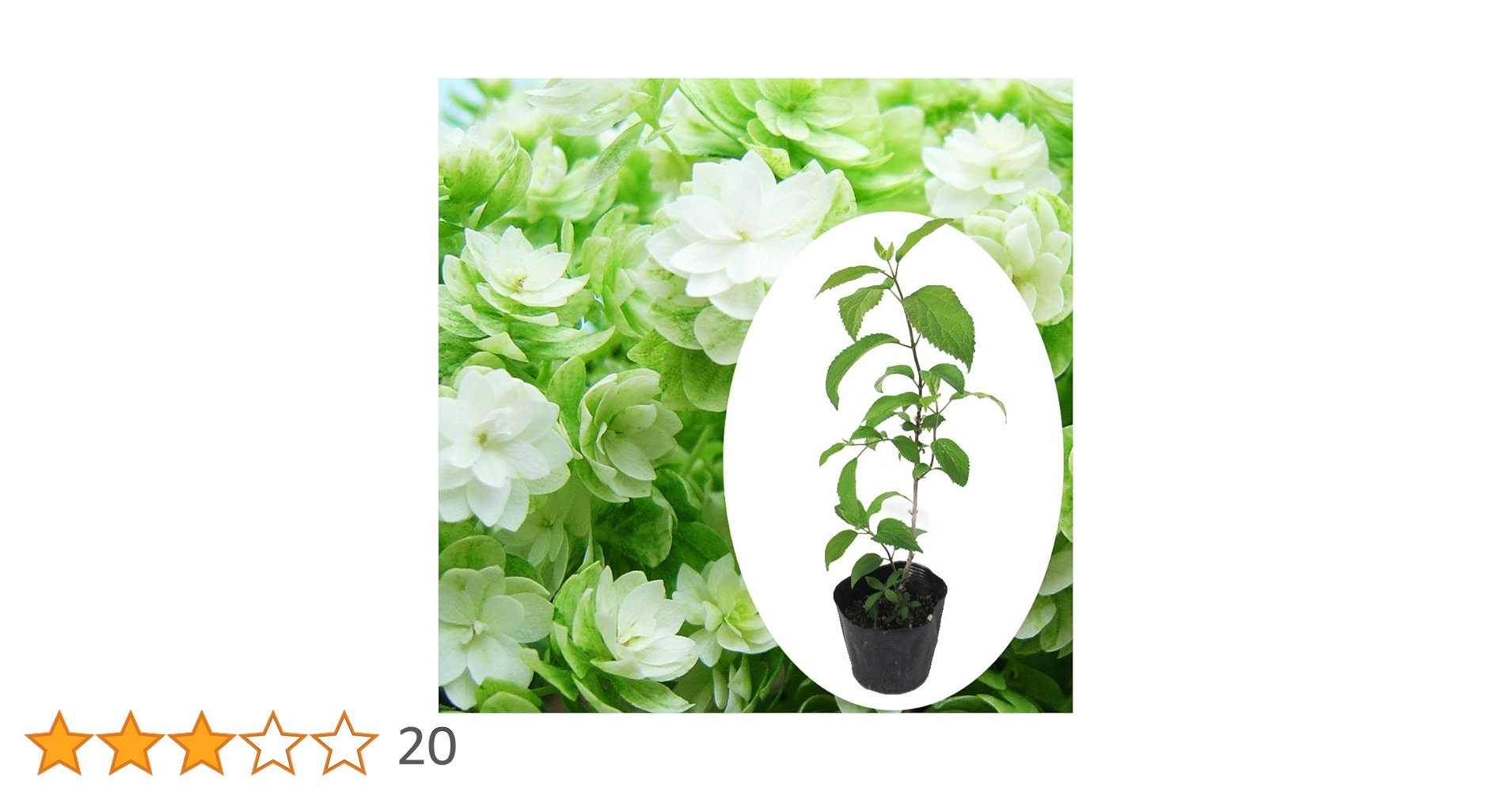 Amazon.co.jp: 【 蕾なし 】八重咲き アナベル 苗 【 ヘイズ スター