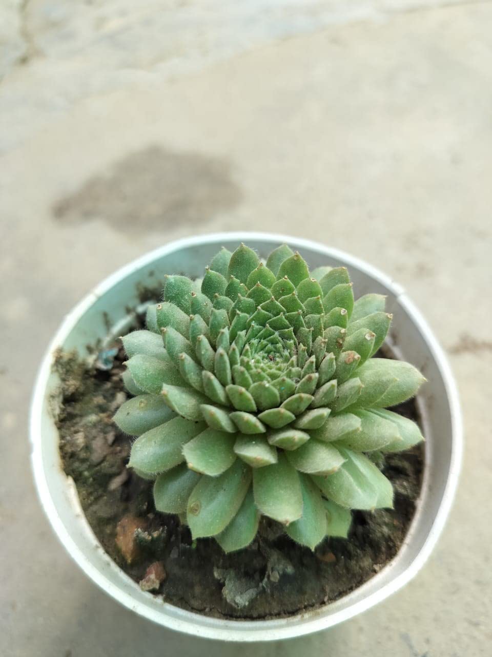 Duomus Laxmi kamal (Sempervivum) Succulent for Good Luck