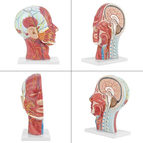 Miniatura 4 de Oumefar Modelo de cabeza médica Modelo de cerebro humano dividido con código de color Modelo de estudio de sección mediana de cabeza de tamaño real