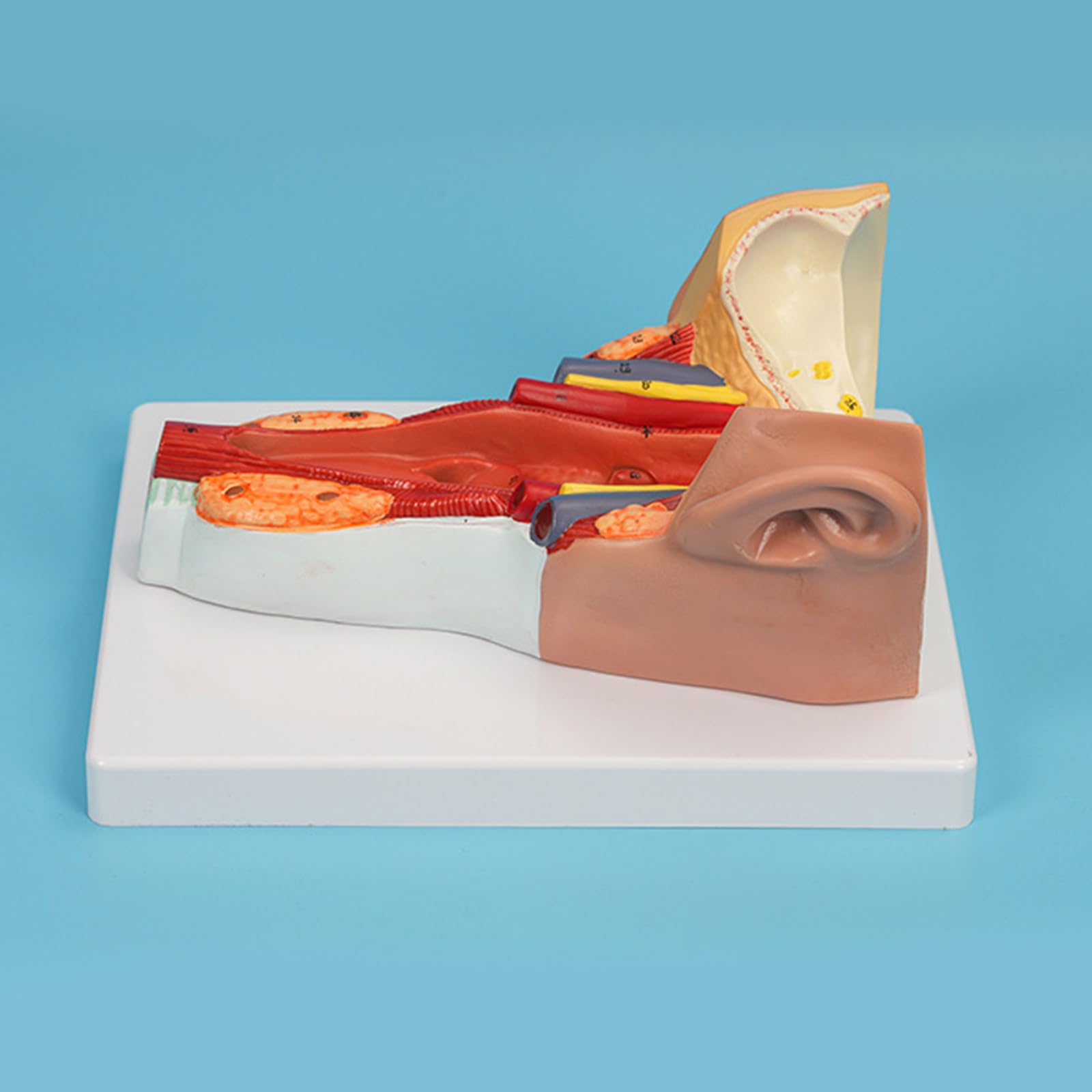 Anatomiczny model mięśni ściany gardła badania choroby wykład medyczny anatomia narządów człowieka model materiały dydaktyczne