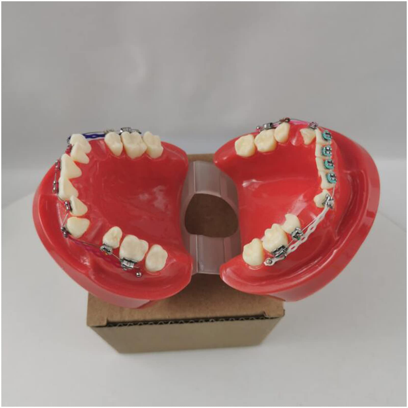 Model zębów Typodont – dentystyczny model ortodontyczny z metalowym i ceramicznym wspornikiem, model wyjaśniający dla dorosłych i dzieci (czerwony)