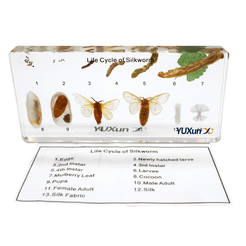 Life Cycle of a Silkworm Science Classroom Specimens for Science Education,Real Insect Growth History Specimen Biological Entomology