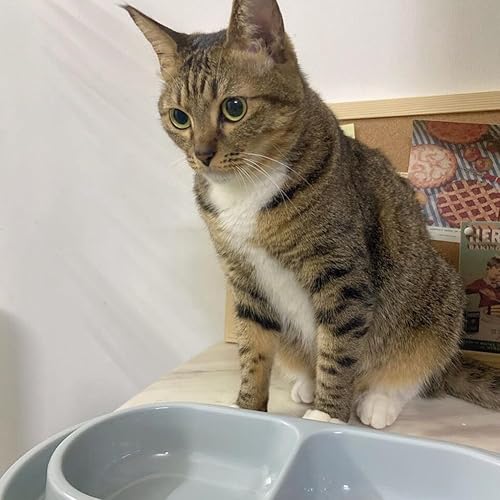 Miniatura 5 de GrPET - Cuenco para gatos y gatos 3 colores