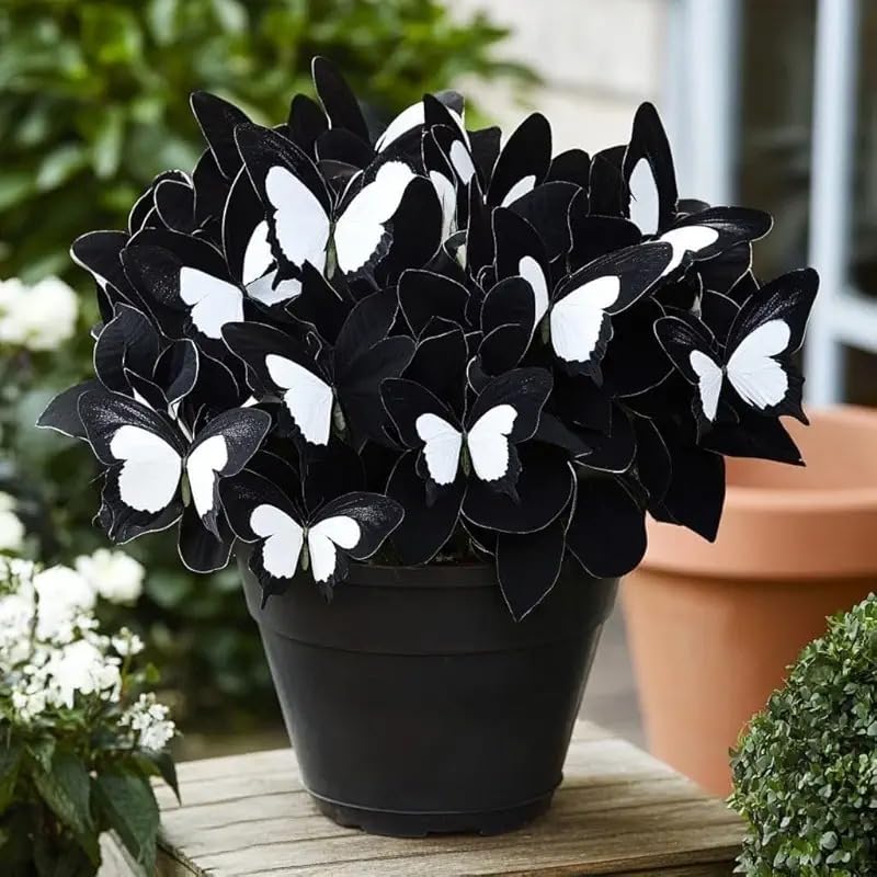 Hosta Plants for Sale, Ornamental Flowers, No Watering Required, Easy to Maintain, Hosta Bulbs Live, Hardy Perennial, Garden Decoration, 4bulbs-d