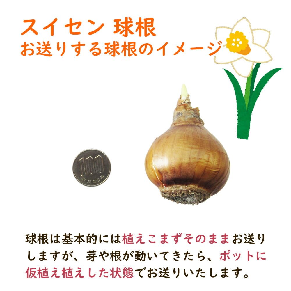 Amazon.co.jp: バタフライ咲き スイセン 球根 【5．ピンパーネル 】2