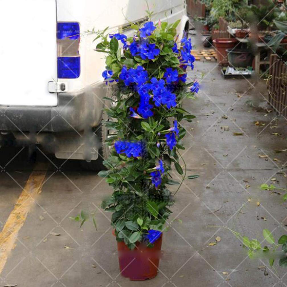 100pcs Bag Mandevilla Sanderi Dipladenia Sanderi Seeds Potted Balcony Bonsai  | Desertcart Guyana