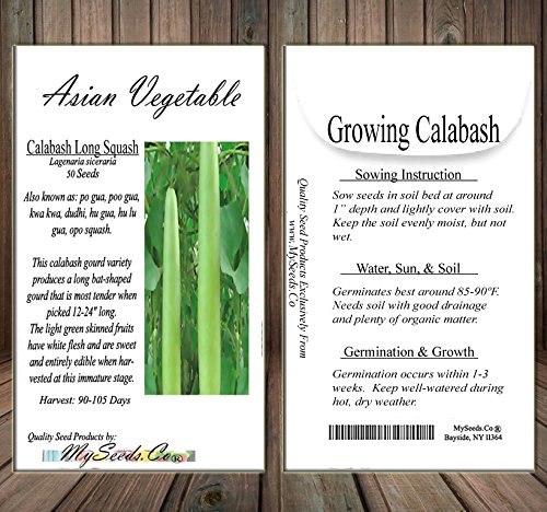 Big Pack - (50) Calabash Long Squash/Melon Seeds, Opo Bottle Gourd - Non-GMO Seeds by MySeeds.Co (Big Pack - Calabash)