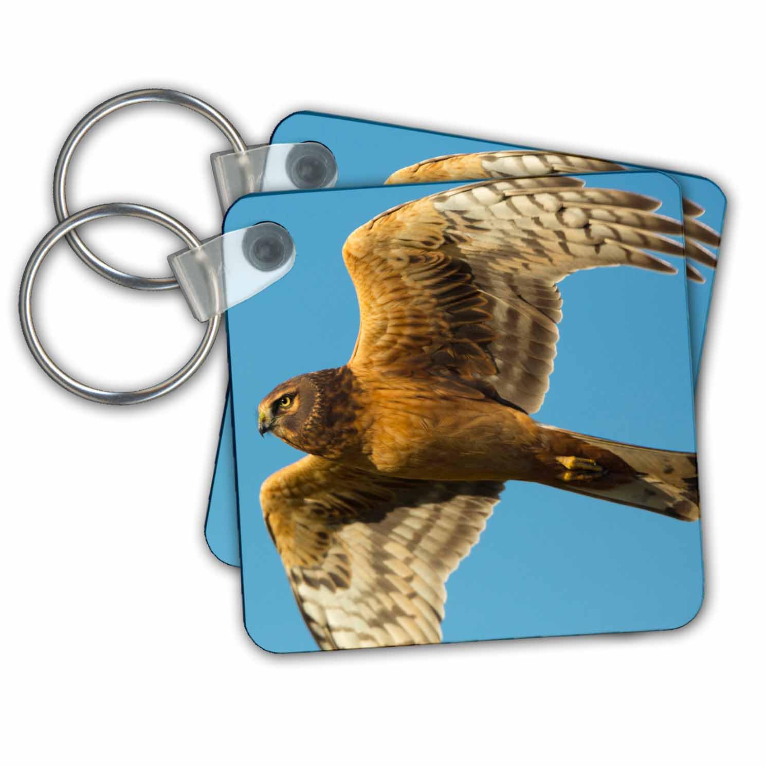 Key Chains USA, Washington. A Northern Harrier flies over a marsh. (kc-190397-1)