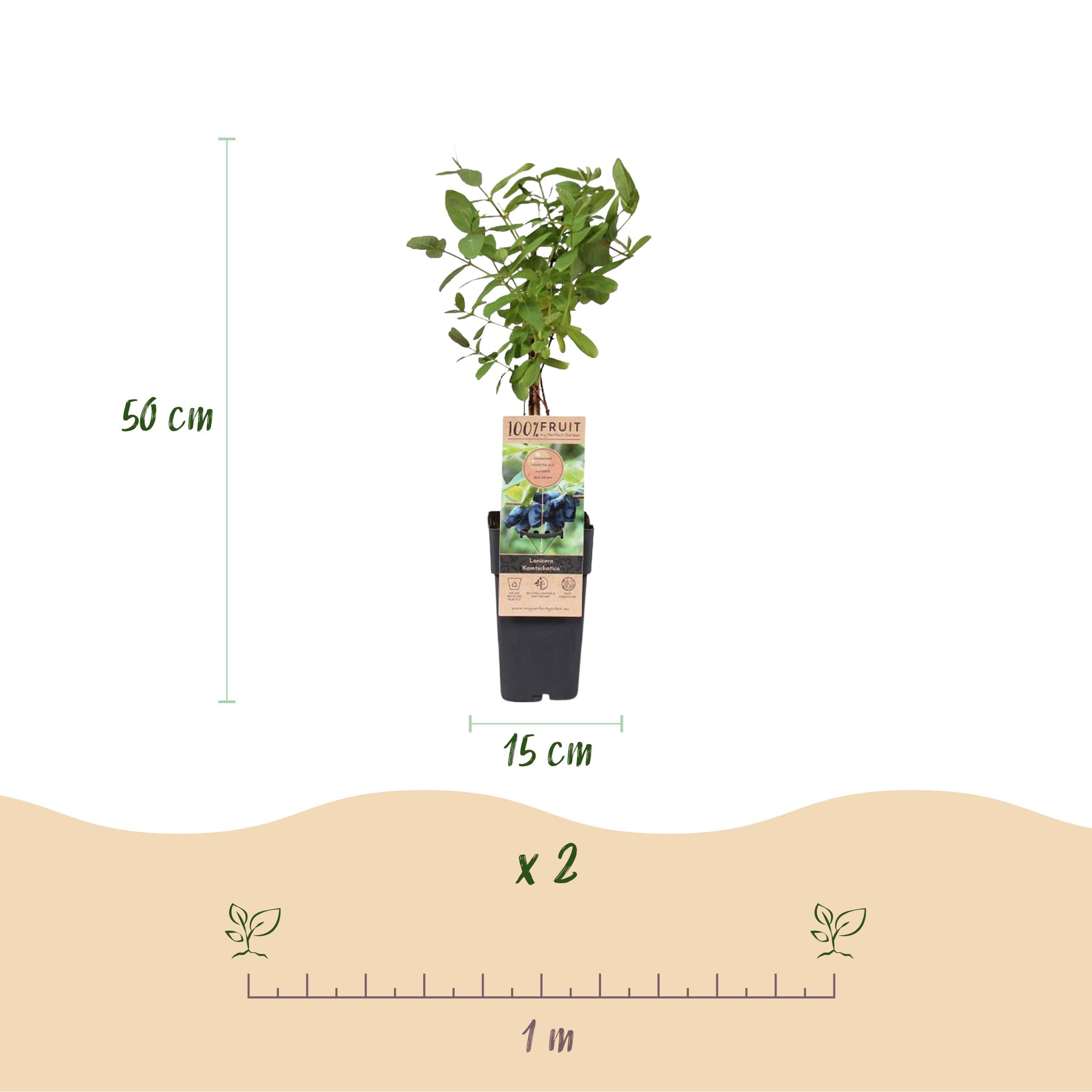 Green boutiQ - Obstpflanze - Lonicera caerulea Kamchatika - Honigbeere - Winterhart - Blaue Frucht - 2 Pflanzen - Topf 15cm - Höhe 50cm