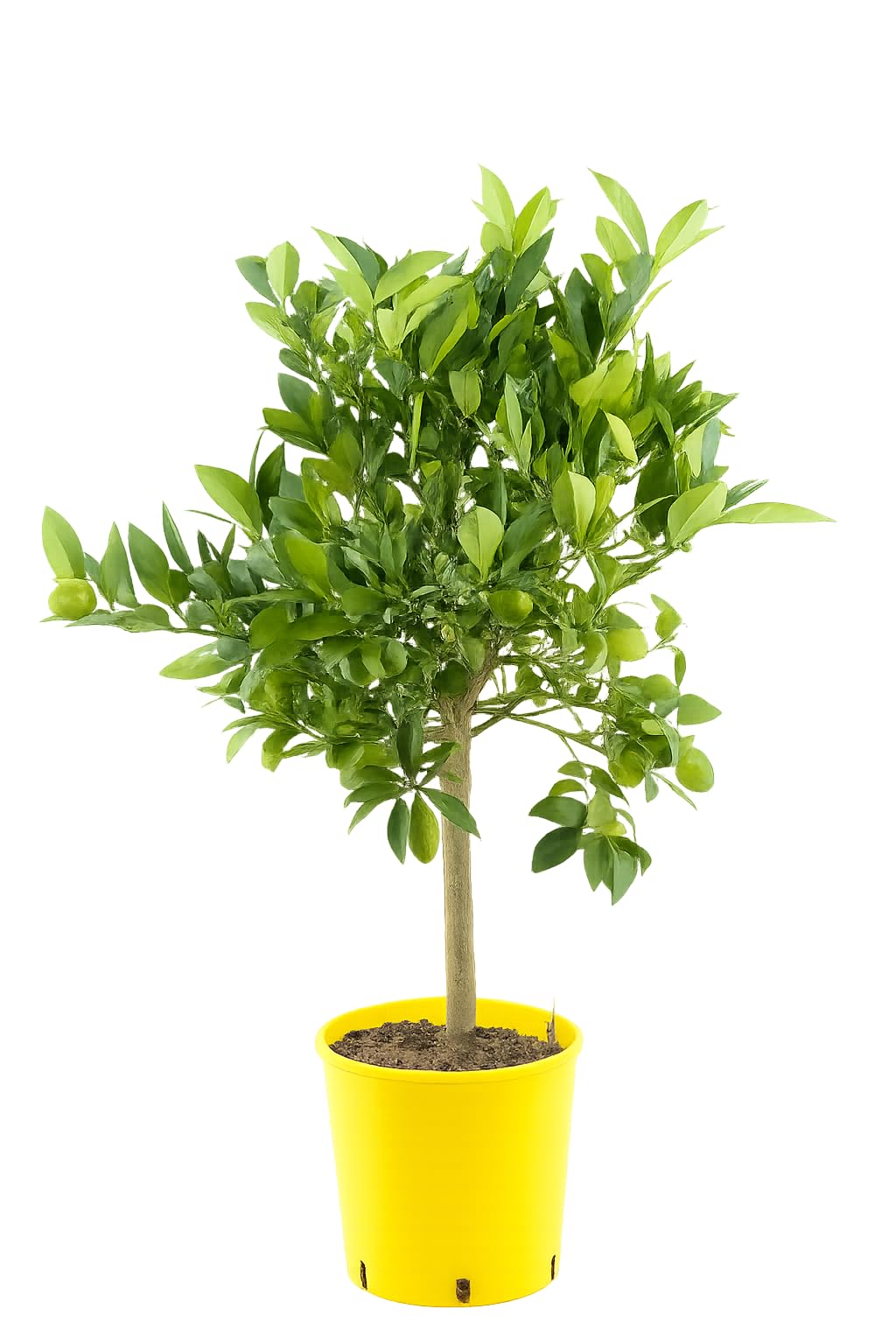 Italienische Limequat - Citrus x floridana, 70-100 cm, Exotischer Zitrusbaum, Pflegeleicht & Ertragreich, Ideal für Terrasse & Wintergarten