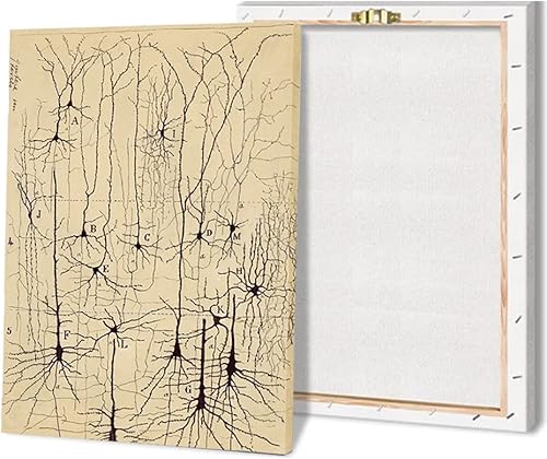 Dibujo de neuronas, Santiago Ramón y Cajal, impresión artística antigua de anatomía cerebral, pósteres vintage, pinturas en lienzo, pósteres e