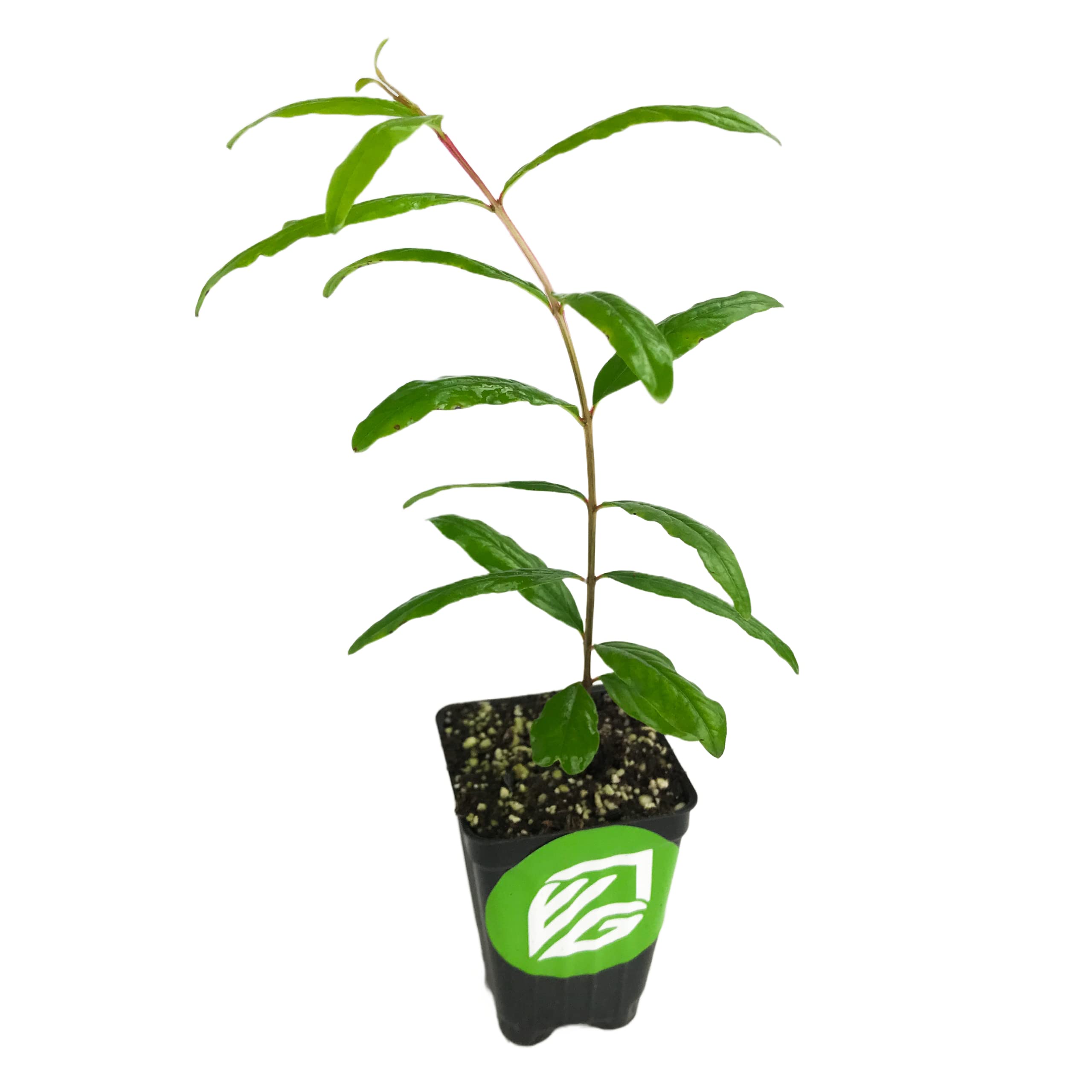 Wonderful Pomegranate Live Plant - Punica granatum - Wellspring Gardens Starter Plant